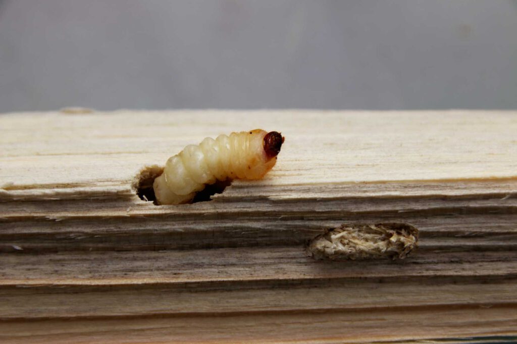 houtworm bestrijden